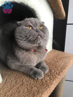 Scottish Fold Oğlum Buluta Eş Arıyorum