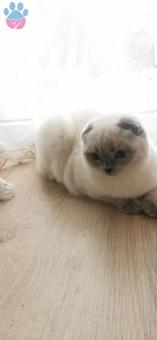 Scottish Fold Blue Point Kedime Eş Arıyorum