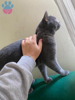 British Shorthair Oğlumuza Eş Arıyoruz