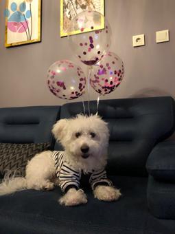 Maltipoo Tommy Acil Eş Arıyoruz