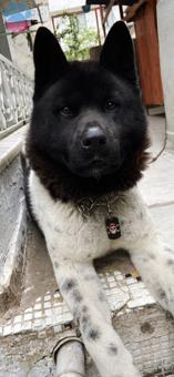 Akita Inu 2 Yaşında Oğluma Eş Arıyorum