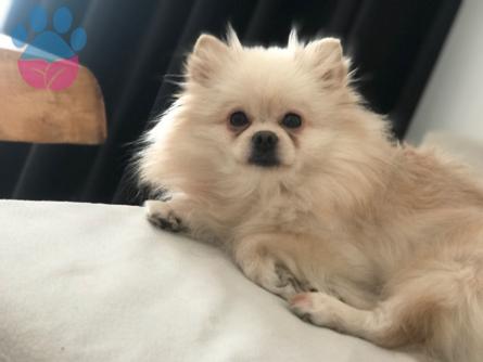 Pomeranian Boo Kedime Eş Arıyorum