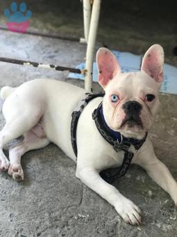 French Bulldog Cinsi Oğlumuza Eş Arıyoruz