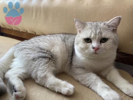 British Shorthair Silver Shaded Erkek