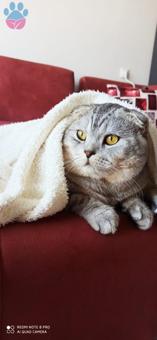 Scottish Fold Silver 1 Yaşında Kedime Eş Arıyorum