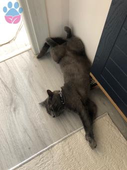 Russian Blue Oğlum Korat Cinsi Dişi Eş Arıyoruz