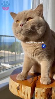 British Shorthair Oğlum Sağlıklı Kızlara Talip