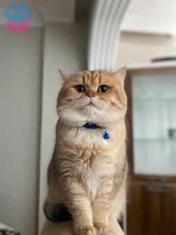 British Shorthair Yakışıklı Oğluma Eş Arıyoruz