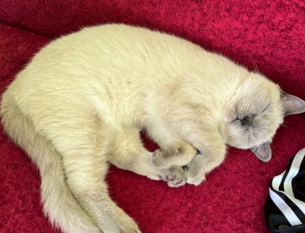 British Shorthair 9 Aylık Kedim Düşes Eş Arıyor
