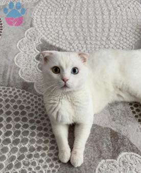 Scottish Fold 2.5 Yaşında Kedime Eş Arıyorum