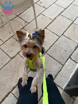 Yorkshire Terrier 11 Aylık Köpeğime Eş Arıyorum