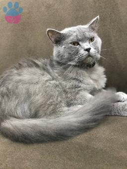 British Shorthair 2 Yaşında Kedime Eş Arıyoruz