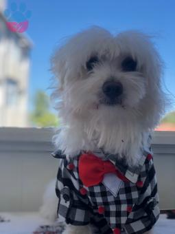 1 Yaşında Maltese Terrier Oğlumuza Eş Arıyoruz