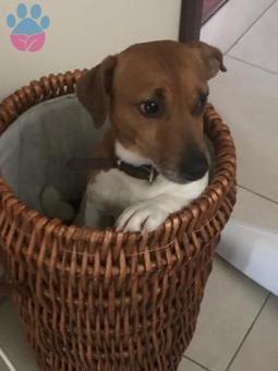 Jack Russell Terrier Erkek Köpeğimize Eş Arıyoruz