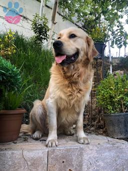 Golden Retriever Oğlum İçin Gelin Arıyorum