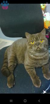 11 Aylık British Shorthair Oğlumuza Eş Arıyoruz