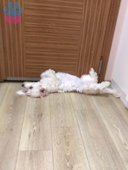 Maltese Terrier 11 Aylık Kızıma Eş Arıyoruz