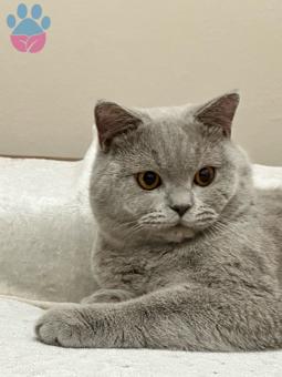 British Shorthair Kedime Eş Arıyorum