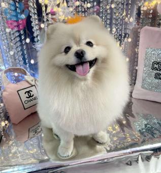 Pomeranian Boo Puffy&#8217;e Eş Arıyoruz