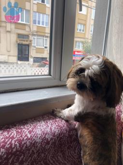 Shih Tzu Köpeğime Eş Arıyorum 1 Yaşında