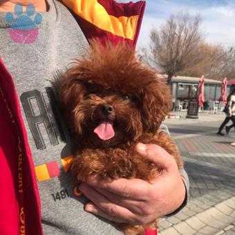 Toy Poodle 1,5 Kilo Eş Arıyorum