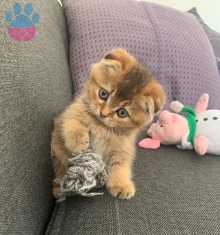 İzmir&#8217;de Scottish Fold Oğluma Eş Arıyorum