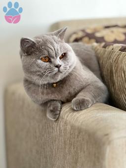 British Shorthair Casper eş arıyor 2 Yaşında