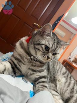 British Shorthair Oğluma Eş Arıyorum