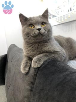 British Shorthair 10 Aylık Oğluma Eş Arıyorum