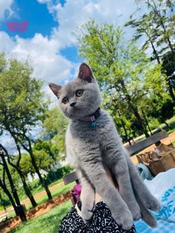 Scottish Fold Minnoşa Eş Arıyorum