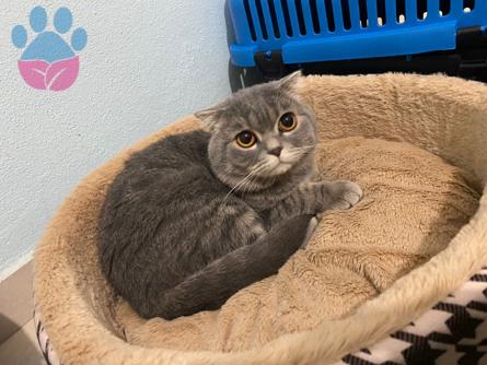 Scottish Fold Oğluma Dişi British Arıyorum