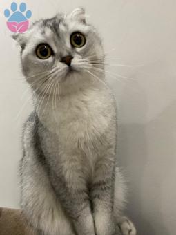 Scottish Fold Kızım Heidi Eş Arıyor