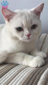 British Shorthair Oğlumuza Gelin Arıyoruz