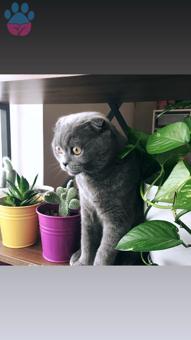 11 Aylık Scottish Fold Oğlumuza Eş Arıyoruz