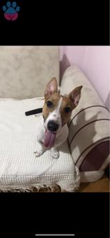 Safkan Jack Russel