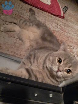 British Shorthair Oğlumuz Tommy’e Eş Arıyoruz