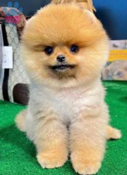 Safkan Pomeranian Boo Oğlumuz İçin Eş Arıyoruz