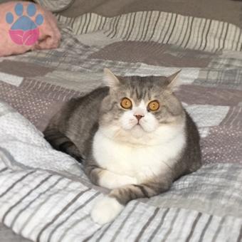 British Shorthair Cinsi Kedime Eş Arıyorum