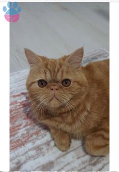 Exotic Shorthair 1 Yaşında