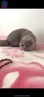 Scottish Fold Erkek Kedime Eş Arıyorum