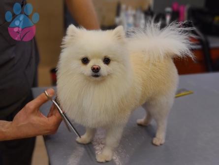 Pomeranian Boo Yakışıklı Oğluma Eş Arıyoruz