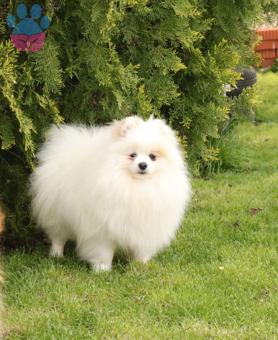 Pomeranian Boo Polonya Doğumlu Köpeğimize Eş Arıyoruz