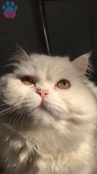 İran Kedisi Cinsi Oğlumuza Eş Arıyoruz