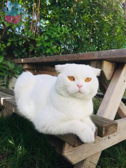 Scottish Fold Cinsi Yavrumuza Eş Arıyoruz