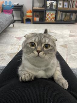 Scottish Fold Kedime Eş Arıyorum