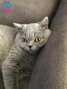 British Shorthair Kedime Eş Arıyorum 9 Aylık