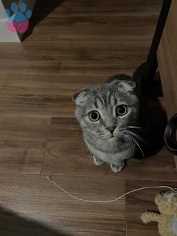 Scottish Fold Oğlumuza Eş Aranıyor Kızanda