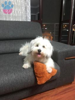 Maltese Terrier Oğlumuz Eş Aranıyor