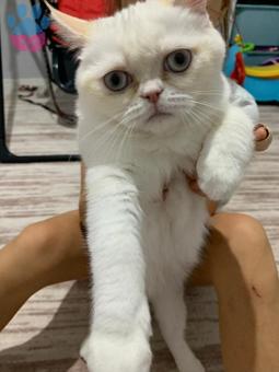 Exotic Shorthair Kızıma Eş Arıyoruz