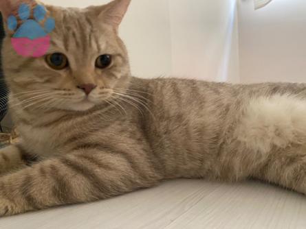 British Shorthair Yakışıklı 1 Yaşında Eş Arıyoruz